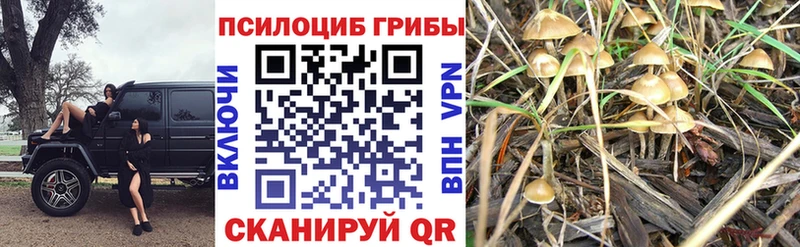 Галлюциногенные грибы ЛСД  Балтийск 